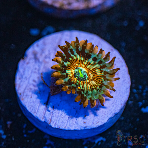 Seduction X Whitewalker Zoa B06