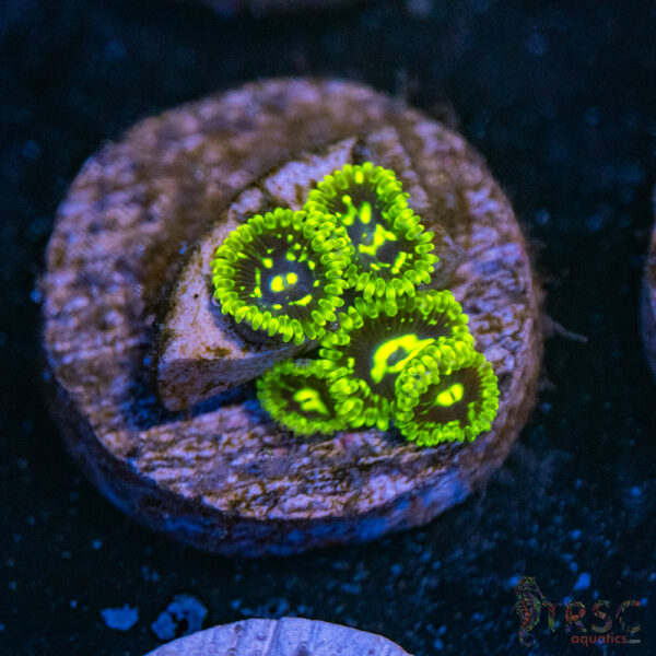 Exosphere Zoa B07
