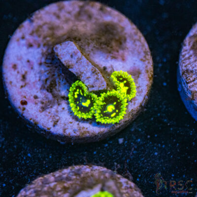 Exosphere Zoa B08