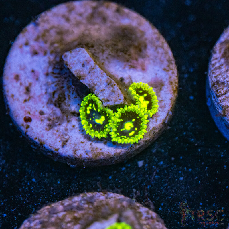 TRSC Aquatics