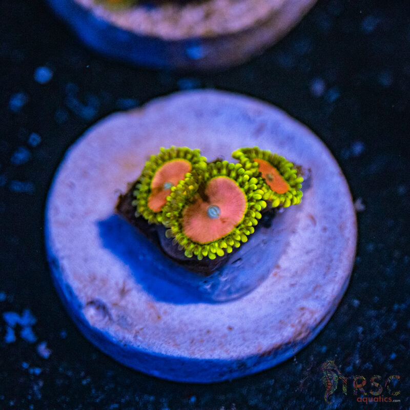 TRSC Aquatics