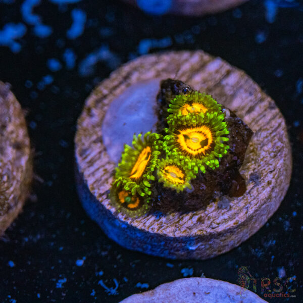 Rainbow Incinerator Zoa B10