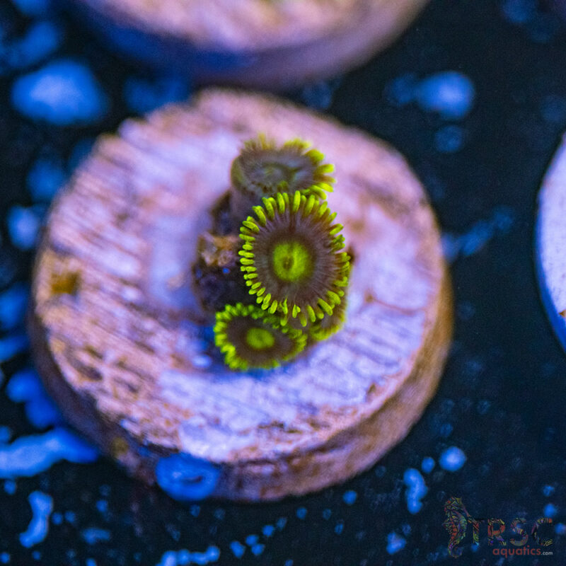 TRSC Aquatics