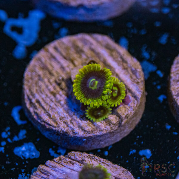 Yoda Zoa B12