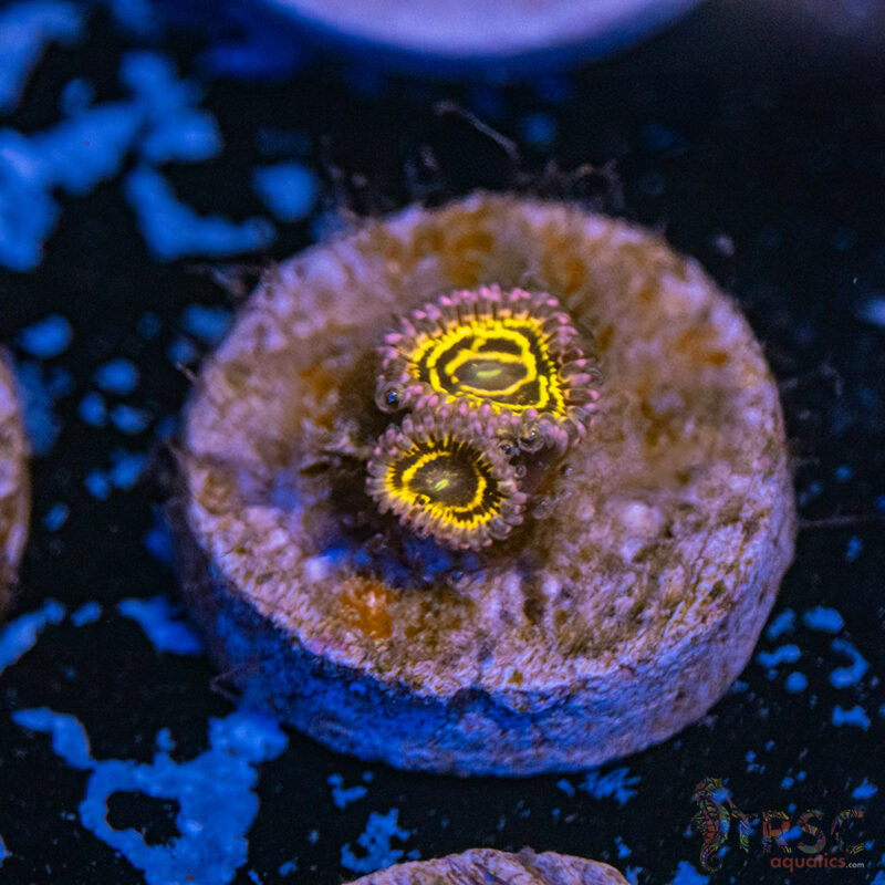 TRSC Aquatics