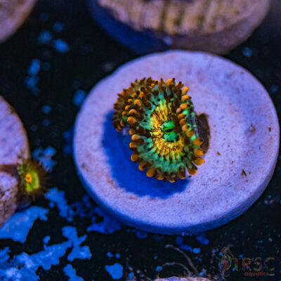 Seduction X Whitewalker Zoa B14