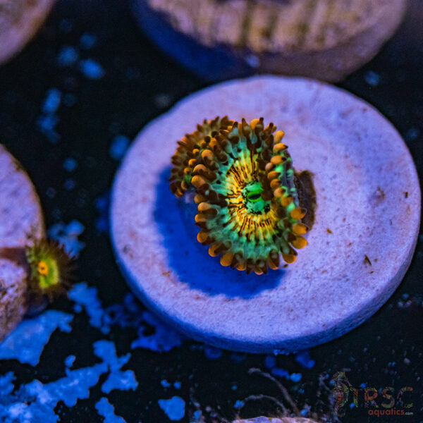 Seduction X Whitewalker Zoa B14