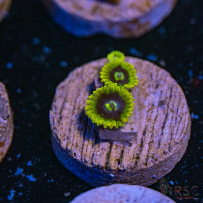 Yoda Zoa B15