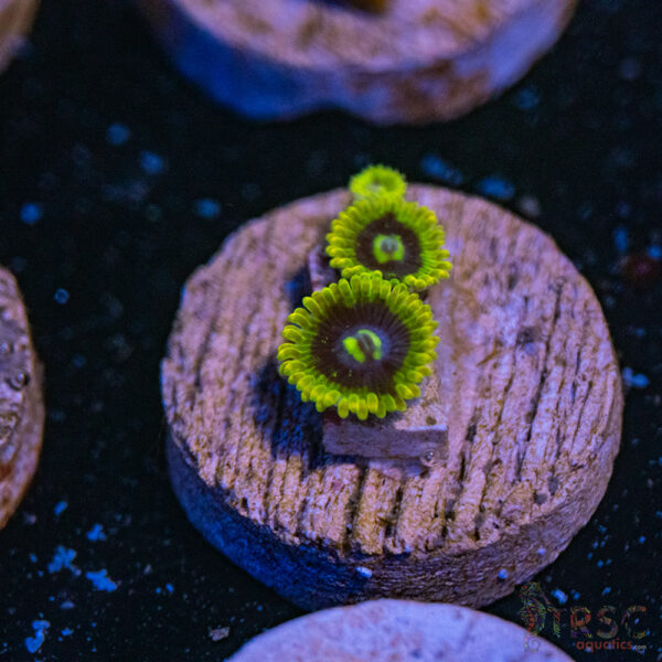 Yoda Zoa B15