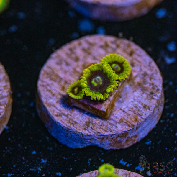 Yoda Zoa B16