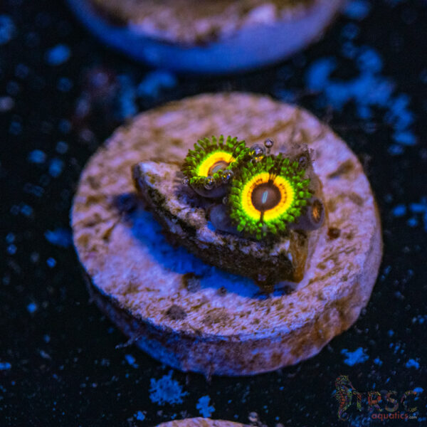 Little Shop Of Horror Zoa B17