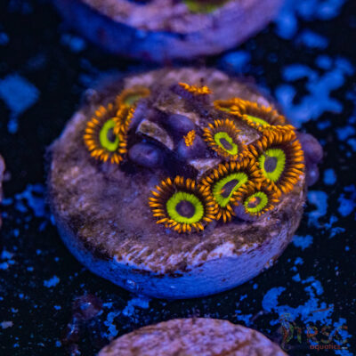 Fruit Loops Zoa B18