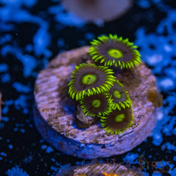 Yoda Zoa B19