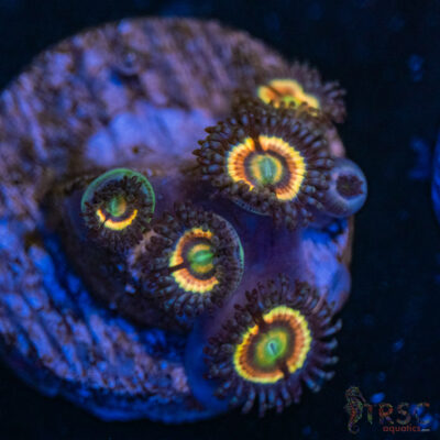 Pink Constellation Zoa C01
