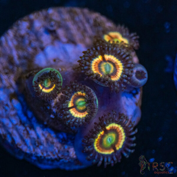 Pink Constellation Zoa C01