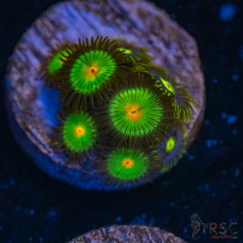 TRSC Aquatics