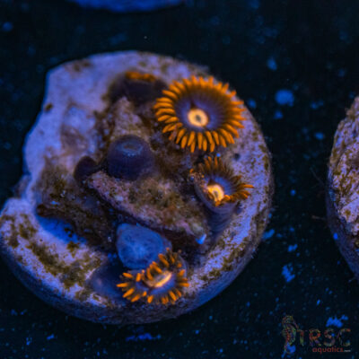 Punk Rocker Zoa C03