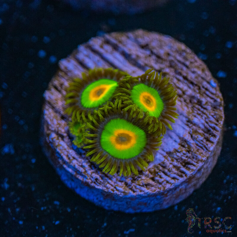 TRSC Aquatics