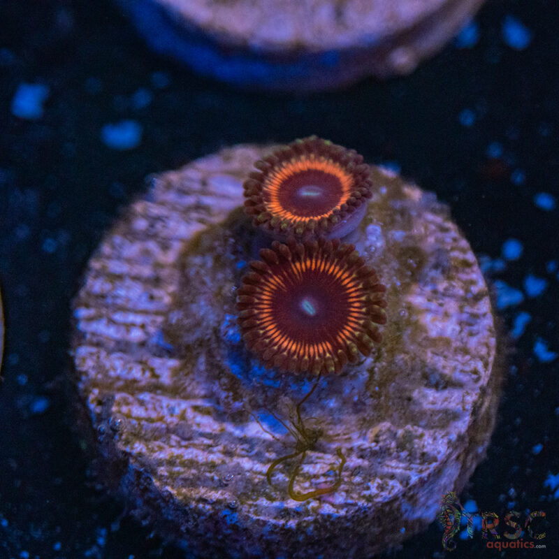 TRSC Aquatics