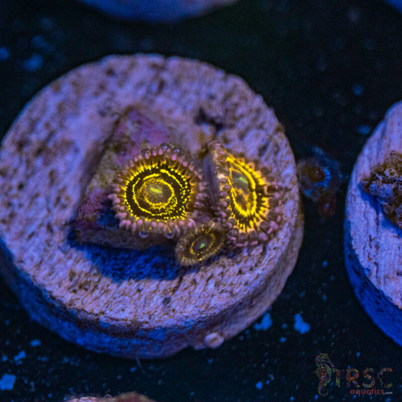 TRSC Aquatics