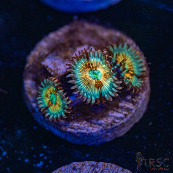 Seduction X Whitewalker Zoa C07