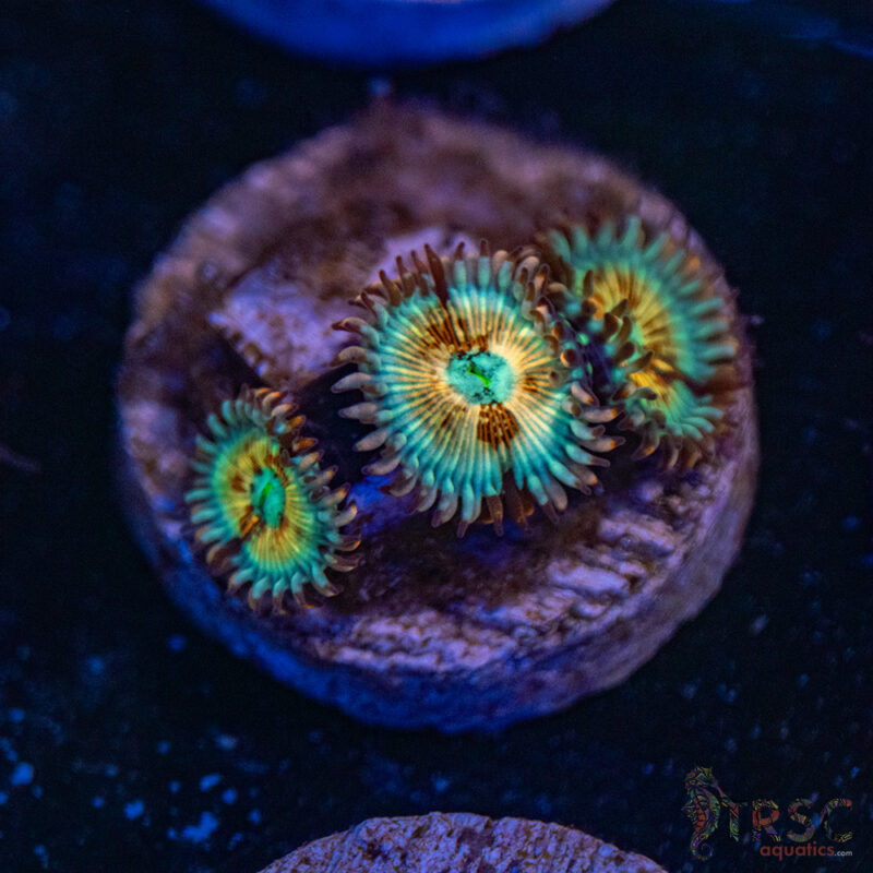 TRSC Aquatics