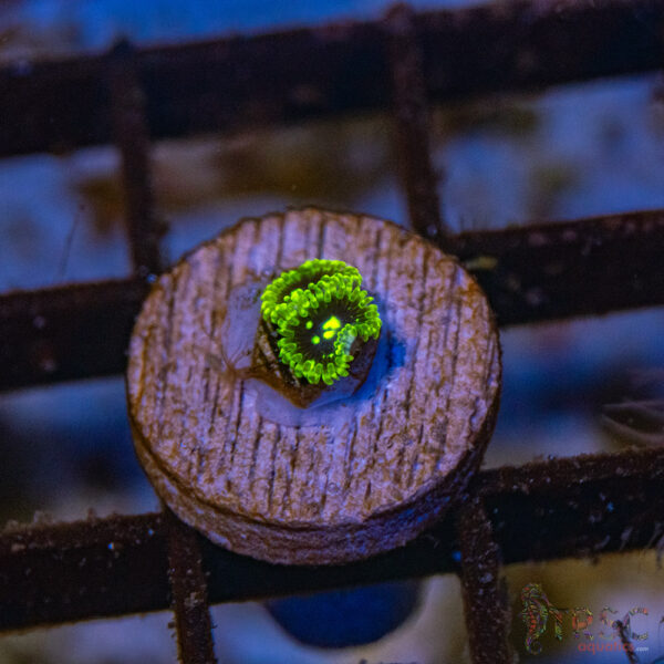 Exosphere Zoa C08