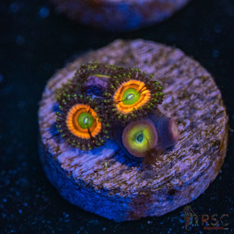 TRSC Aquatics