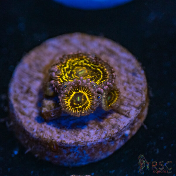 Stratosphere Zoa C10