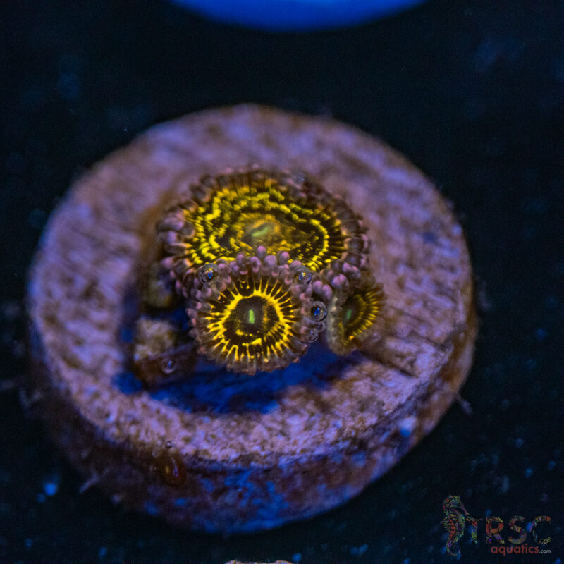 TRSC Aquatics