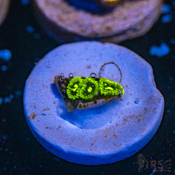 Exosphere Zoa C11