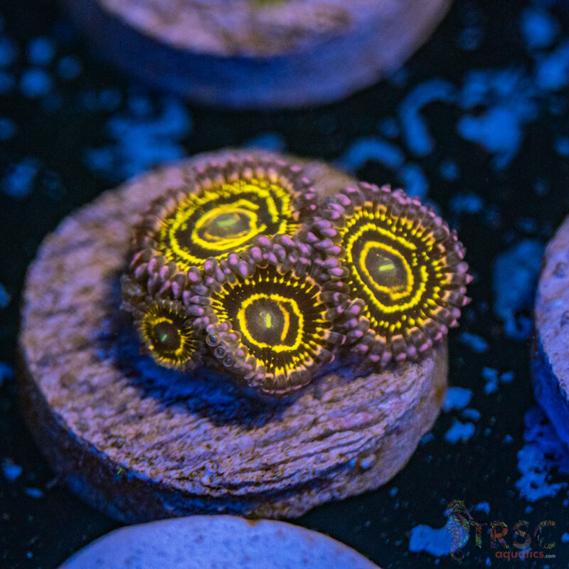 TRSC Aquatics