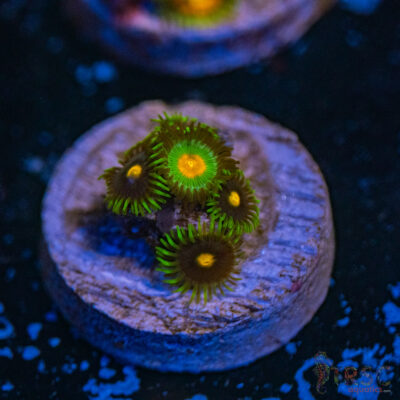 Gorilla Nipples X Stranger Zoa C13
