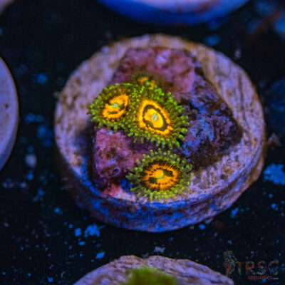 Rainbow Incinerator Zoa C14