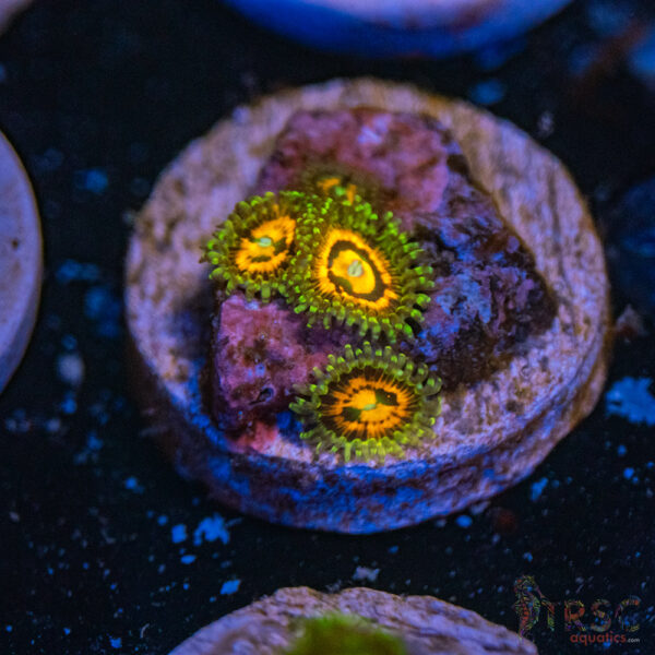 Rainbow Incinerator Zoa C14