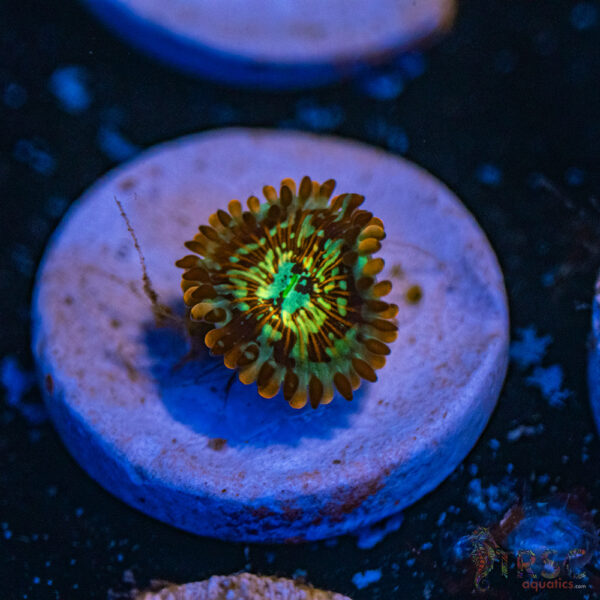 Seduction X Whitewalker Zoa C15
