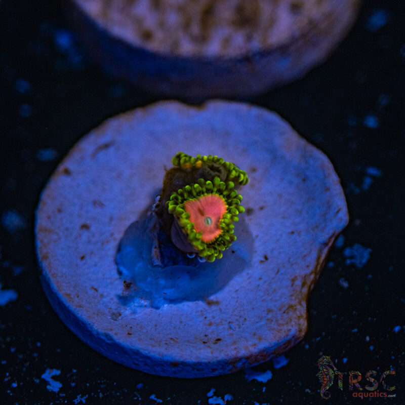 TRSC Aquatics