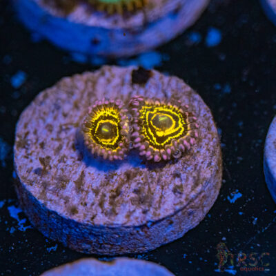Stratosphere Zoa C17