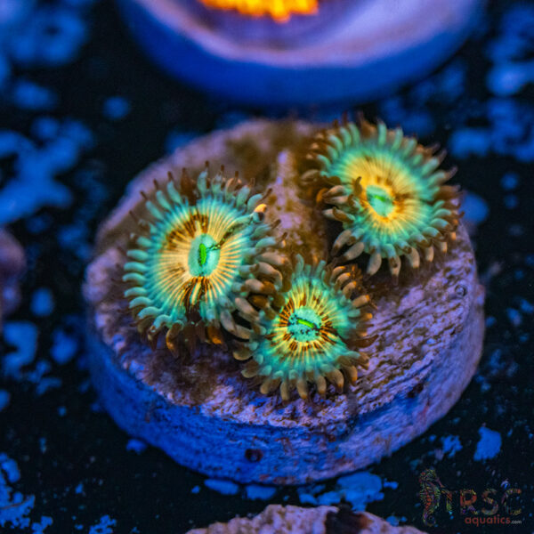 Seduction X Whitewalker Zoa C18