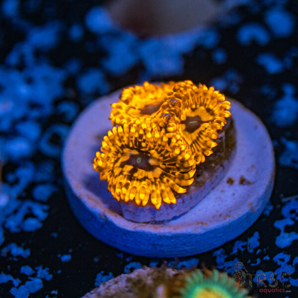 Utter Chaos Zoa C19