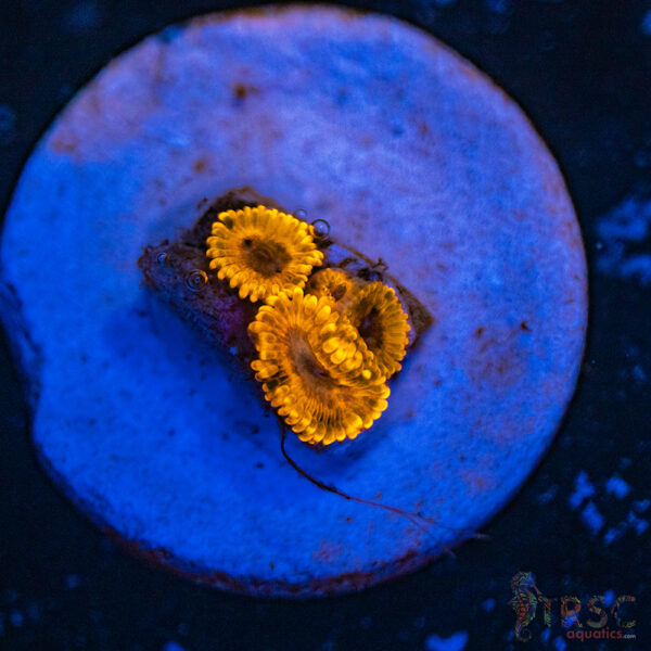 Burning Embers Zoa D01