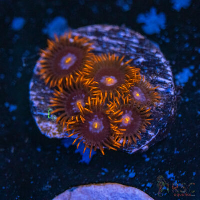 Punk Rocker Zoa D02