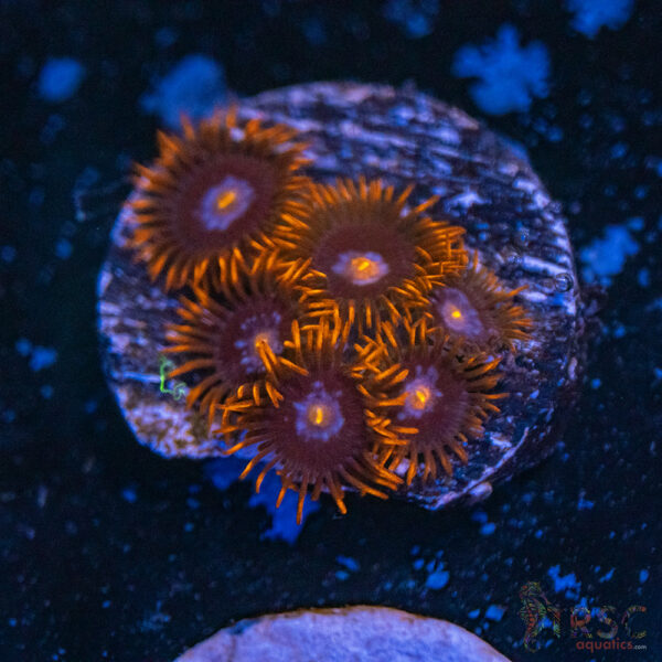Punk Rocker Zoa D02
