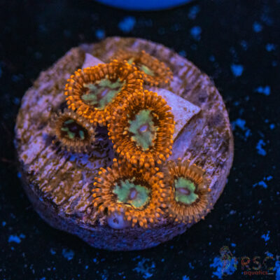 Lava Chaos Zoa D03