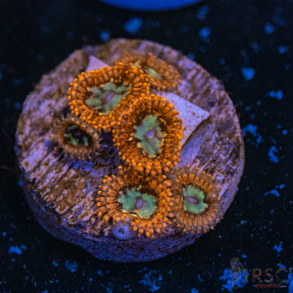 Lava Chaos Zoa D03
