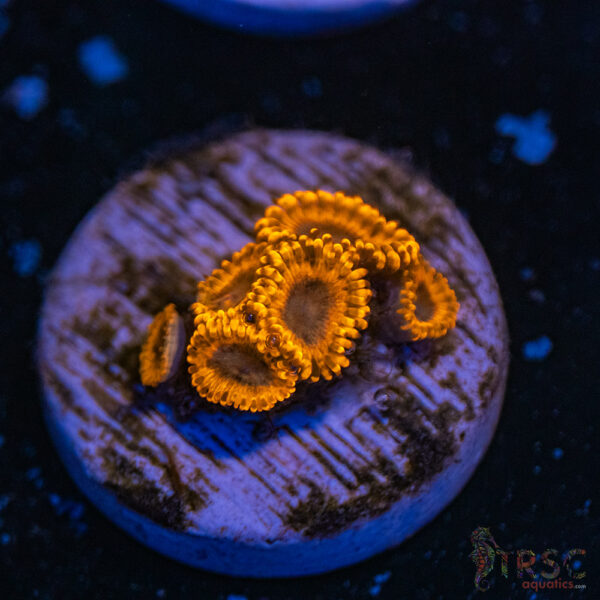 Burning Ember Zoa D04