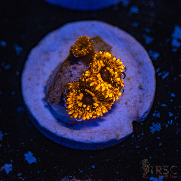 Utter Chaos Zoa D05