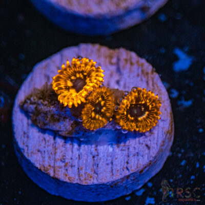 Utter Chaos Zoa D06