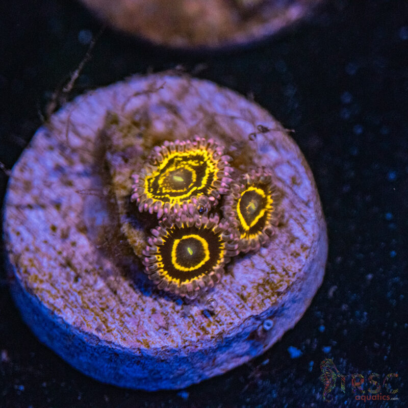 TRSC Aquatics