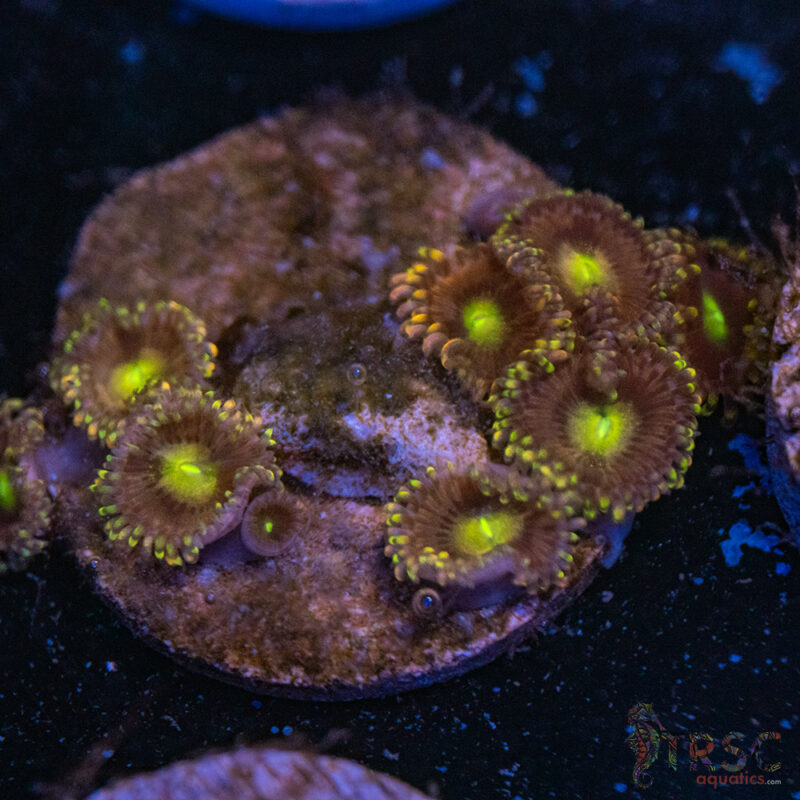 TRSC Aquatics